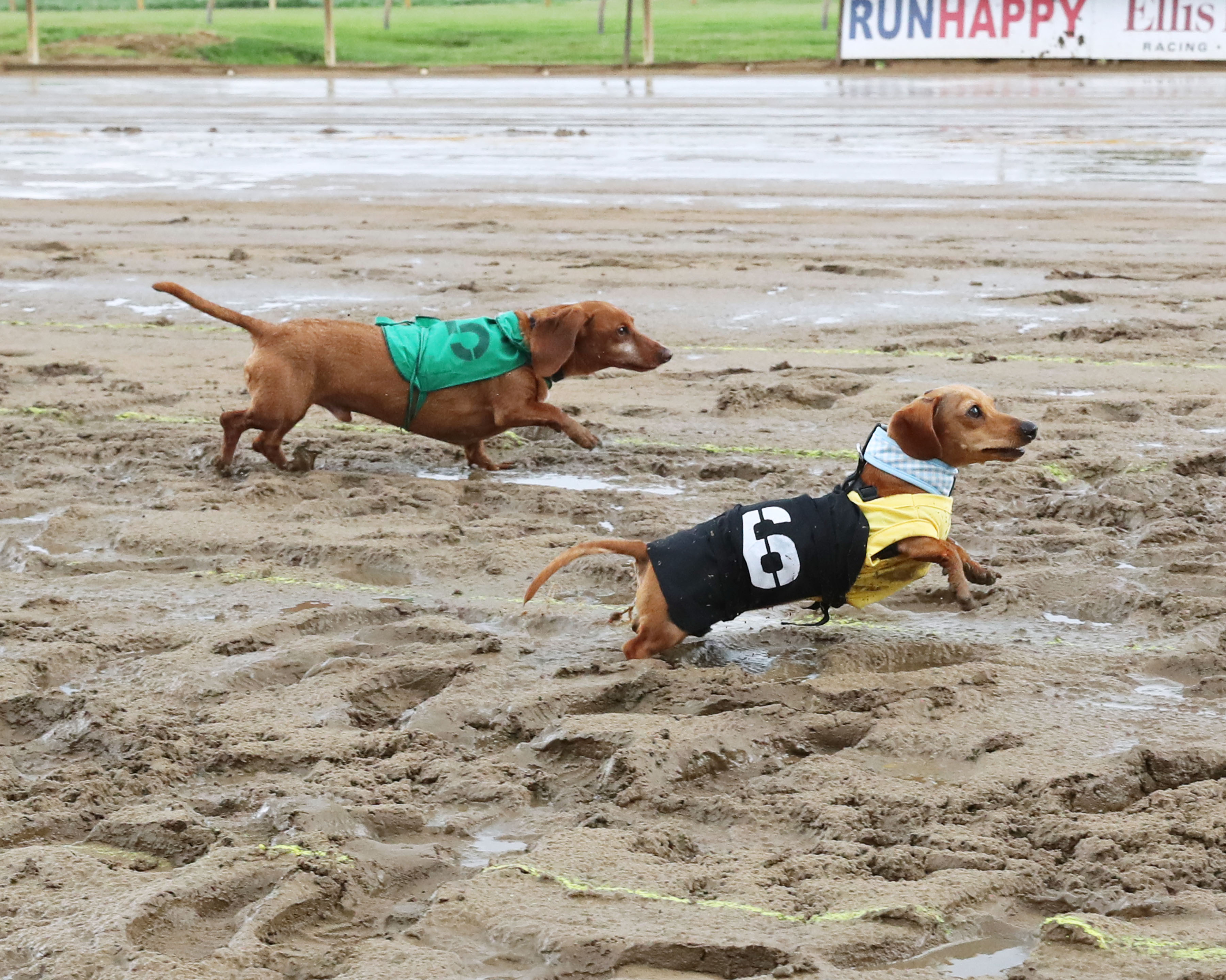 2023 Wiener Dog Races Ellis Park Racing